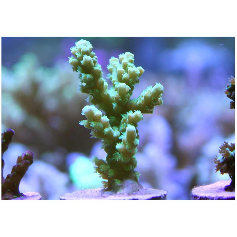 Coral Acropora sp. Frag Green - imagine 4